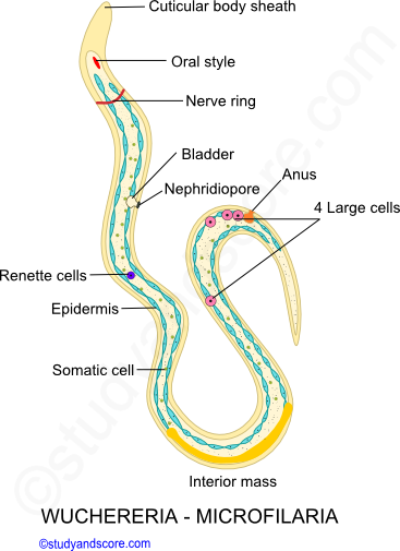 wuchereria microfilaria structure, cuticular body sheath, renette cells, Nerve ring